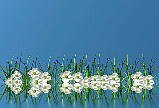 花,草,反射,电脑制图