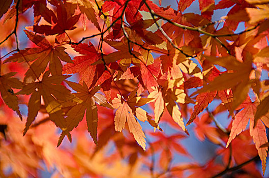 彩色,秋叶,背景