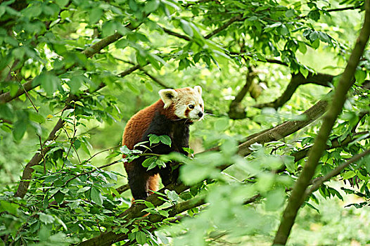 小熊猫,枝条,侧面,攀登