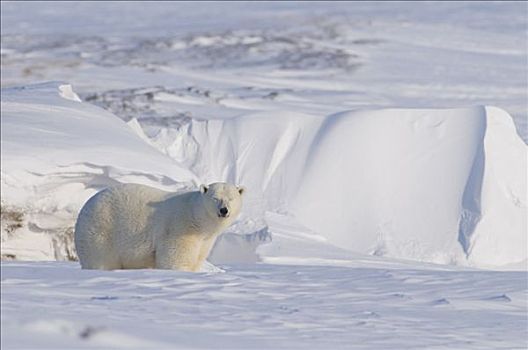成年,北极熊,母熊,窝,气味,头部,室外,海冰,猎捕,海豹,北极,海岸