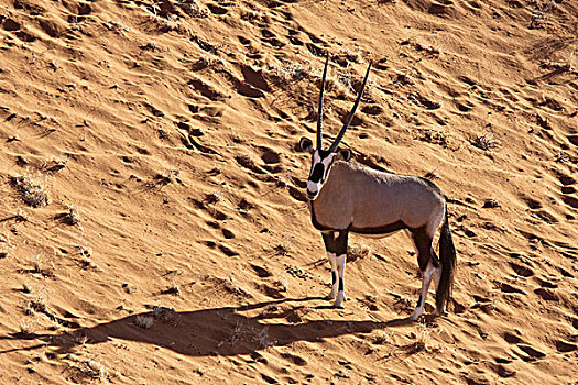 纳米比亚,纳米比诺克陆夫国家公园,索苏维来地区,航拍,孤单,长角羚羊,站立,纳米布沙漠