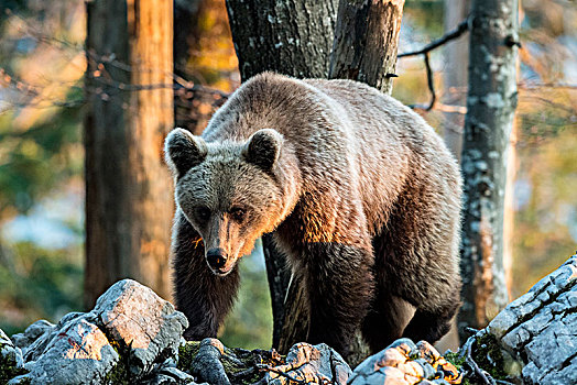 欧洲,棕熊,熊,区域,斯洛文尼亚