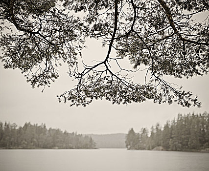 松树,枝条,上方,海洋,雨天,瑞典