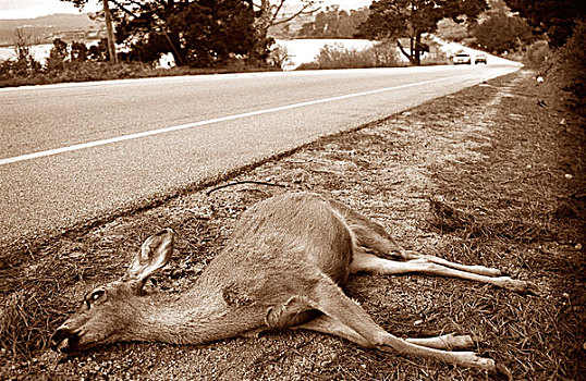 死,鹿,旁侧,道路,远景,太平洋海岸公路,加利福尼亚