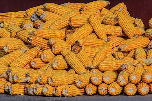 杂粮玉米棒食品特写