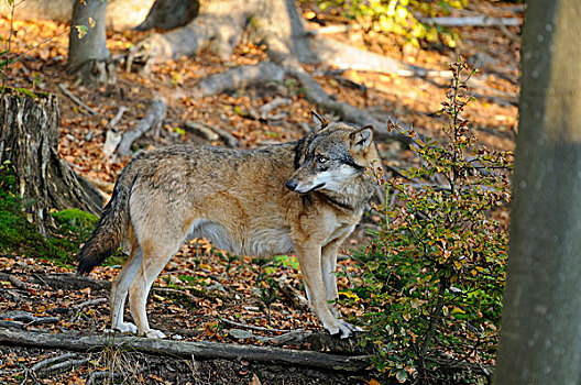 灰太狼,巴伐利亚森林国家公园,巴伐利亚,德国