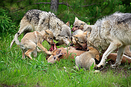 木料,狼,两个,成年,四个,幼兽,鹿,杀,明尼苏达,美国