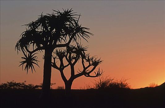 抖树,二歧芦荟,晚霞,纳米比亚,非洲