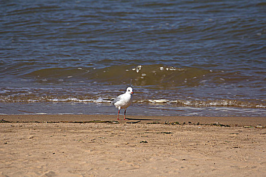 海鸥站在海滩上