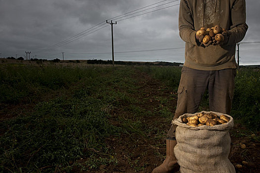 农民,站立,地点,拿着,土豆,手,看不到头