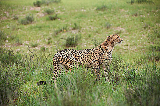 尾随,雌性,印度豹,猎豹,卡拉哈迪大羚羊国家公园,南非