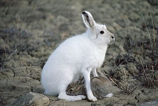 北极兔,兔属,哺乳,幼兽,艾利斯摩尔岛,加拿大