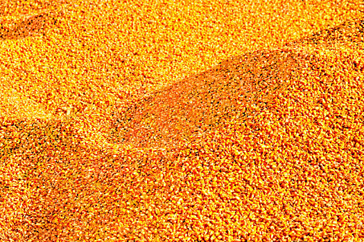 秋季里丰收后金黄色灿烂的玉米
