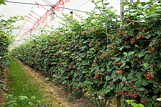 黑莓,果园