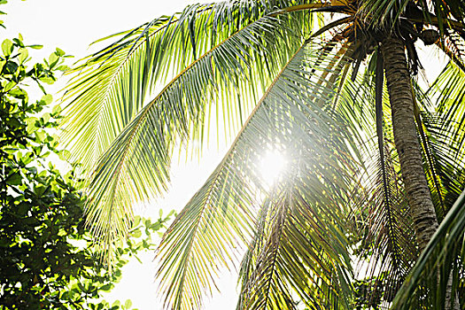 仰视,棕榈树,叶子,阳光,宿务,菲律宾