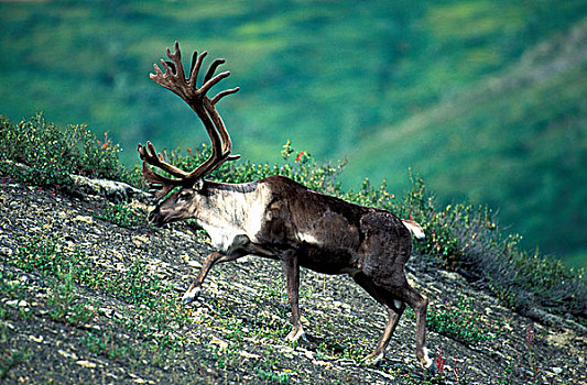 美国,阿拉斯加,德纳里峰国家公园,驯鹿属,走,高山,苔原,靠近,樱草花,山脊