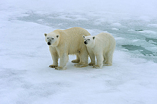 北极熊,幼兽,融化,浮冰,斯匹次卑尔根岛,岛屿,斯瓦尔巴群岛,挪威,欧洲