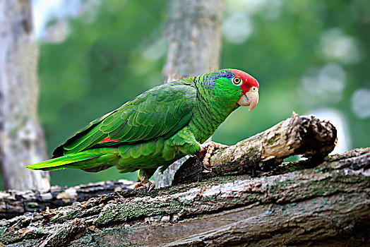 亚马逊河,亚马逊河鹦鹉,成年,走,树上,墨西哥,中美洲