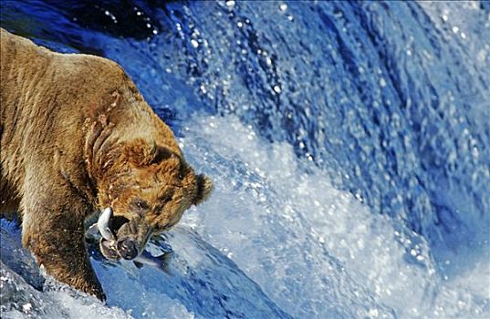 棕熊,抓住,三文鱼,跳跃,向上,瀑布,阿拉斯加