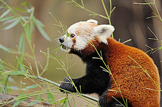 小熊猫,侧面视角,竹子
