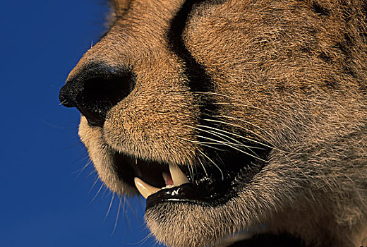 肯尼亚,马塞马拉野生动物保护区,特写,成年,女性,印度豹,猎豹,颚部,牙齿,口鼻部