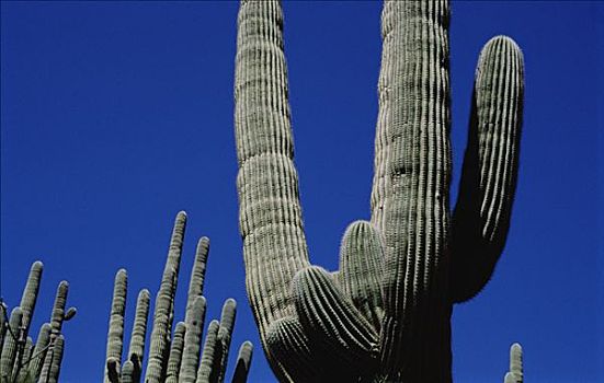树形仙人掌,巨人柱仙人掌,仙人掌,管风琴仙人掌国家保护区,亚利桑那
