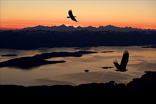 剪影,白头鹰,飞行,日落,上方,东南阿拉斯加,合成效果