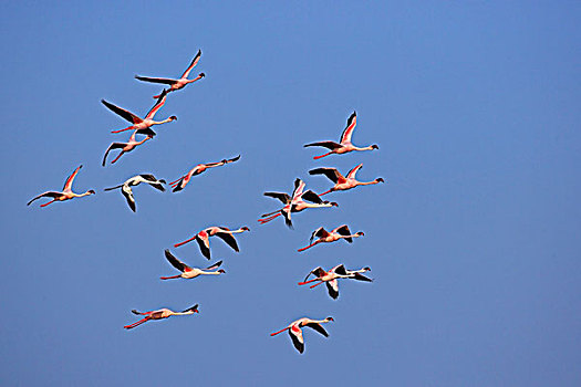 小红鹳,成群,飞,纳库鲁湖国家公园,肯尼亚