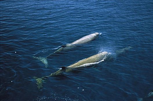 宽吻海豚,鲸,一对,平面,北方,大西洋