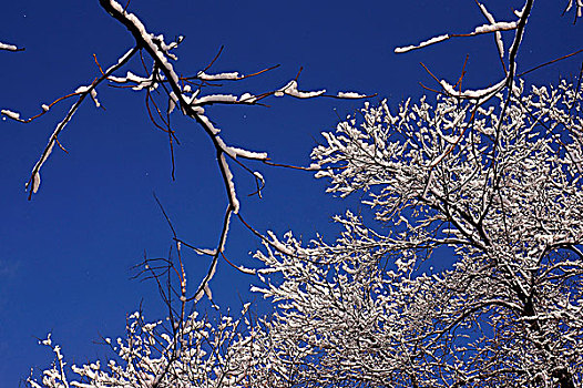 地坛公园雪景