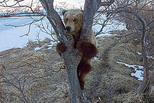 棕熊,幼兽,树,堪察加半岛,俄罗斯,欧洲