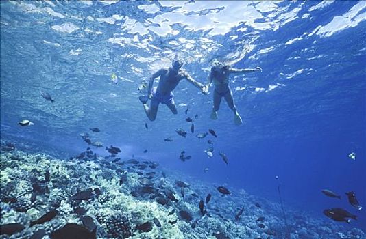 伴侣,深潜,海中,莫洛基尼岛,岛,毛伊岛,夏威夷,美国