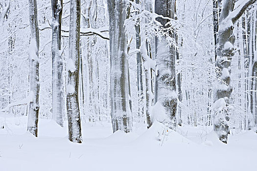 雪,遮盖,树,树干,树林,山峦,黑森州,德国