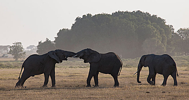 非洲大象048