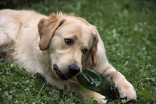 金毛猎犬,小狗,卧,草,咀嚼,塑料瓶
