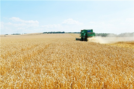 采集,成熟,小麦,区域