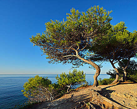 松树,海洋,地中海,罗讷河口省,法国