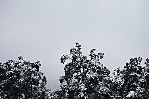 被雪覆盖的树