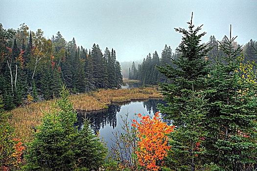 晨雾,阿尔冈金公园,秋天,安大略省,加拿大
