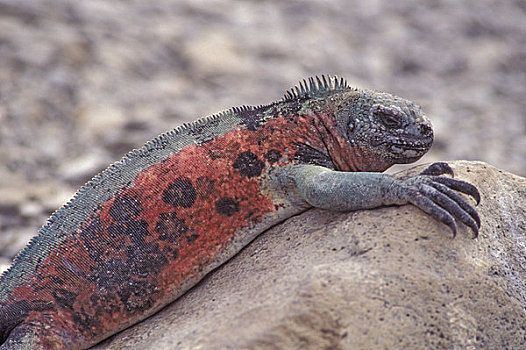 厄瓜多尔,加拉帕戈斯群岛,胡德岛,红色,海鬣蜥