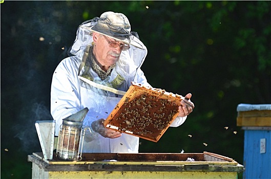 老人,养蜂人,制作,察看,蜂场,夏季