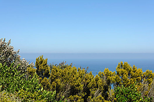 海边植物与海洋蓝天背景