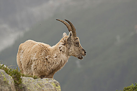 野山羊,阿尔卑斯山,靠近,夏蒙尼,法国