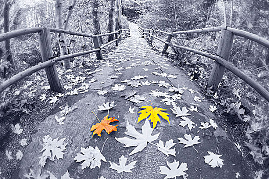 秋天,树林,小路,桥