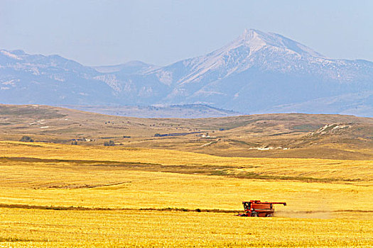 联合收割机,收获,小麦,落基山,正面,靠近,蒙大拿