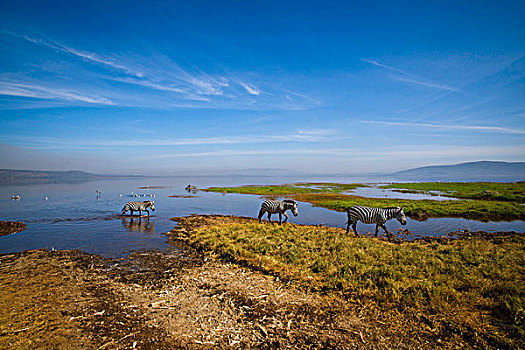 斑马,纳库鲁湖