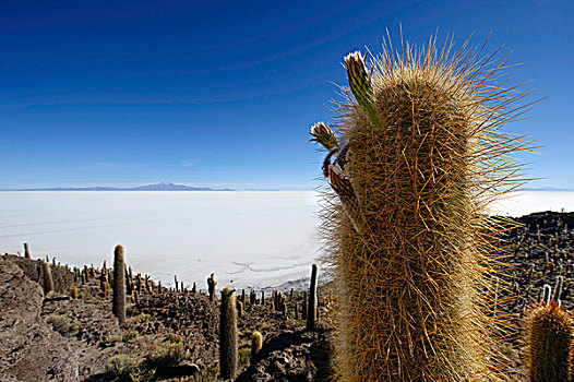 巨大,仙人掌,正面,盐湖,乌尤尼,玻利维亚,南美