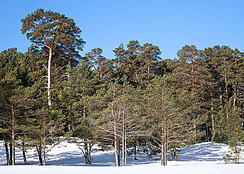 常绿植物,松树,冰冻,冬日树林,卡瑞里亚,俄罗斯