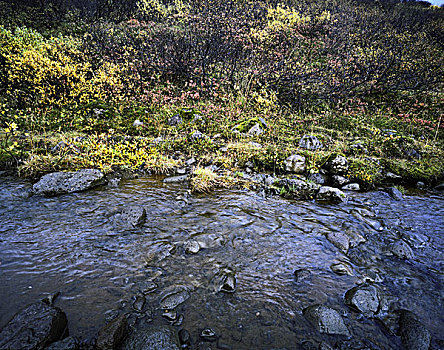 河,石头,流动,过去,石南花,灌木丛,冰岛