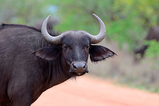 非洲水牛,南非水牛,土路,克鲁格国家公园,南非,非洲